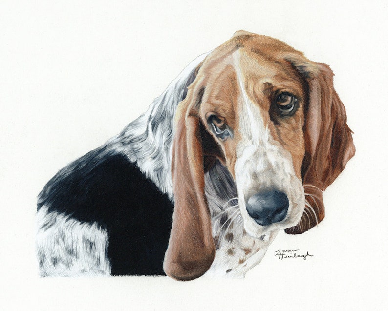 Greeting Card Of Basset Hound Drawing Etsy