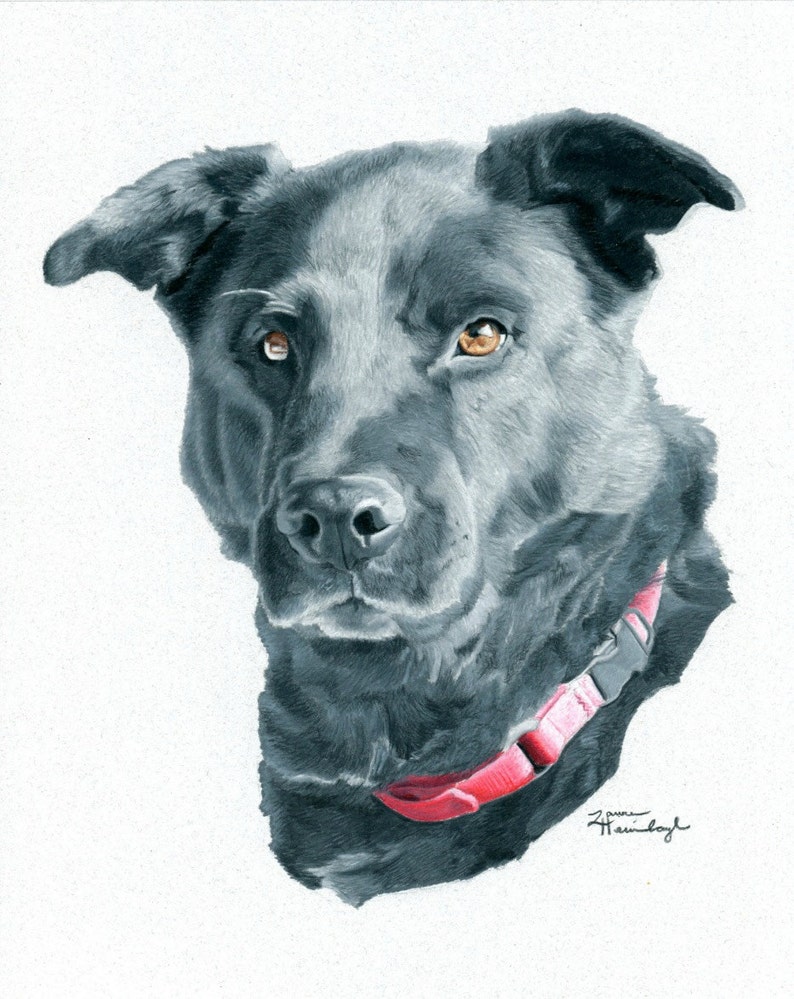 Greeting Card of Lab / Shepherd Mix Drawing Etsy