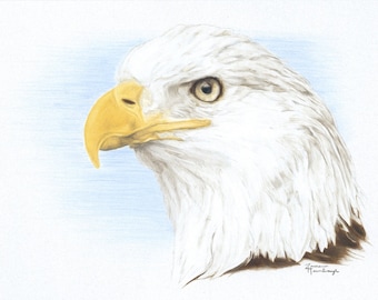 Greeting Card of Bald Eagle Drawing