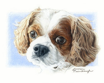 Greeting Card of Cavalier King Charles Spaniel Drawing