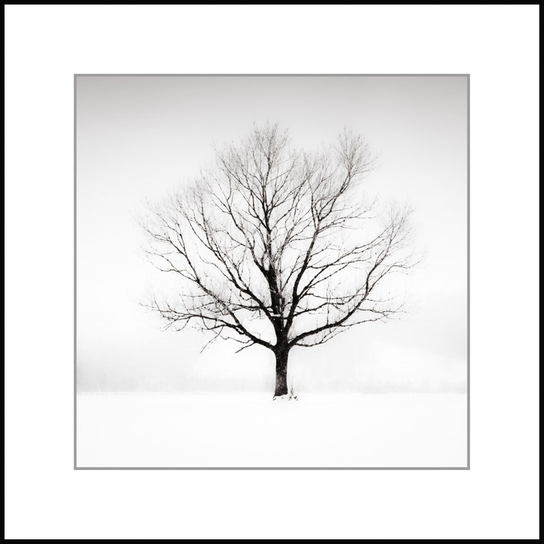 Black and White Lone Tree Photography Contemporary Fine Etsy