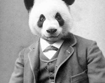 Distinguished Panda