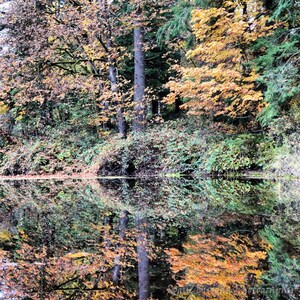 Forest Reflection