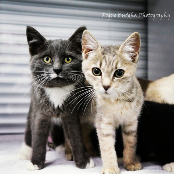 Dempsy and Betsy Animal Shelter Cat Photograph, Adopted From the - Main Image