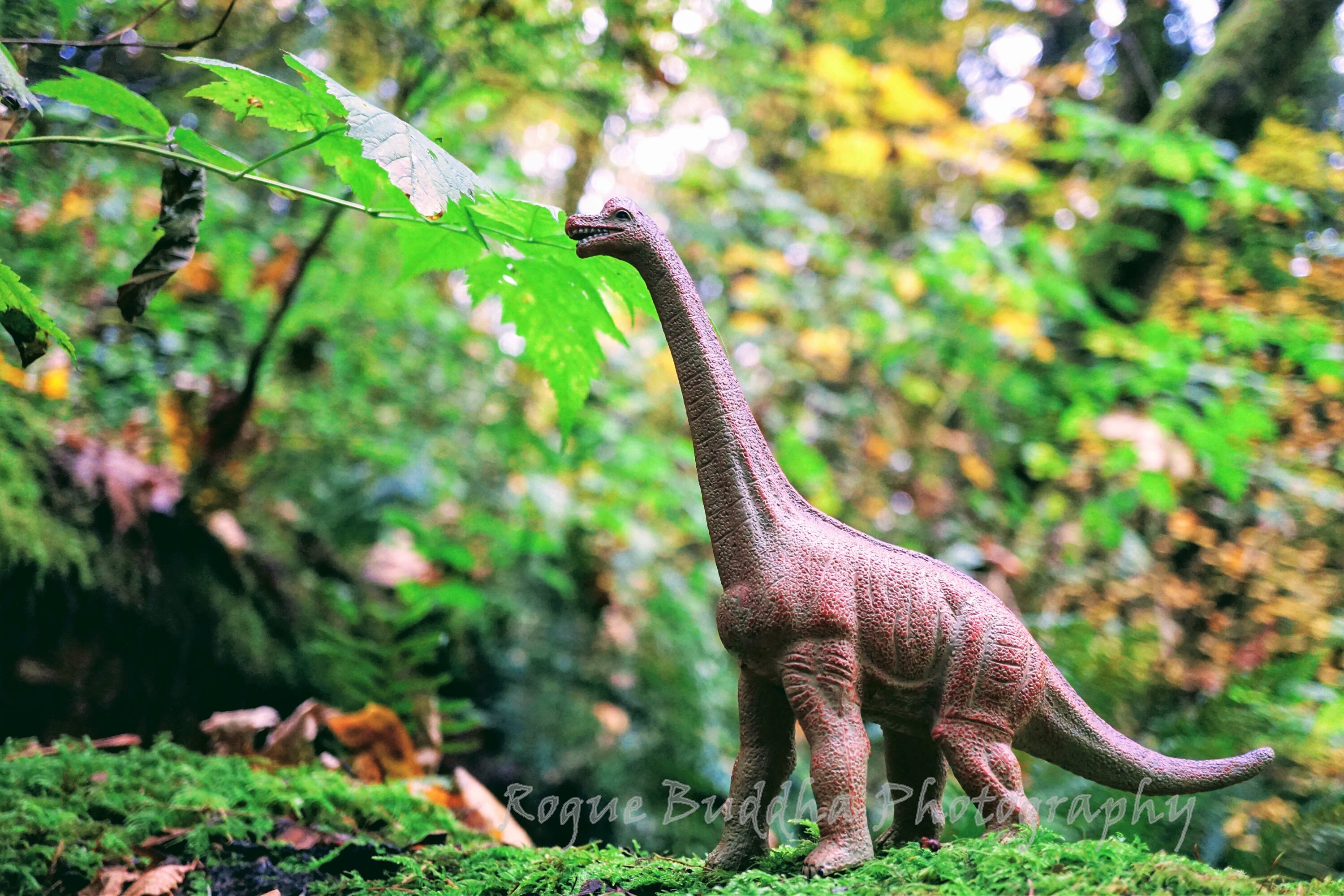 Brachiosaurus Eating
