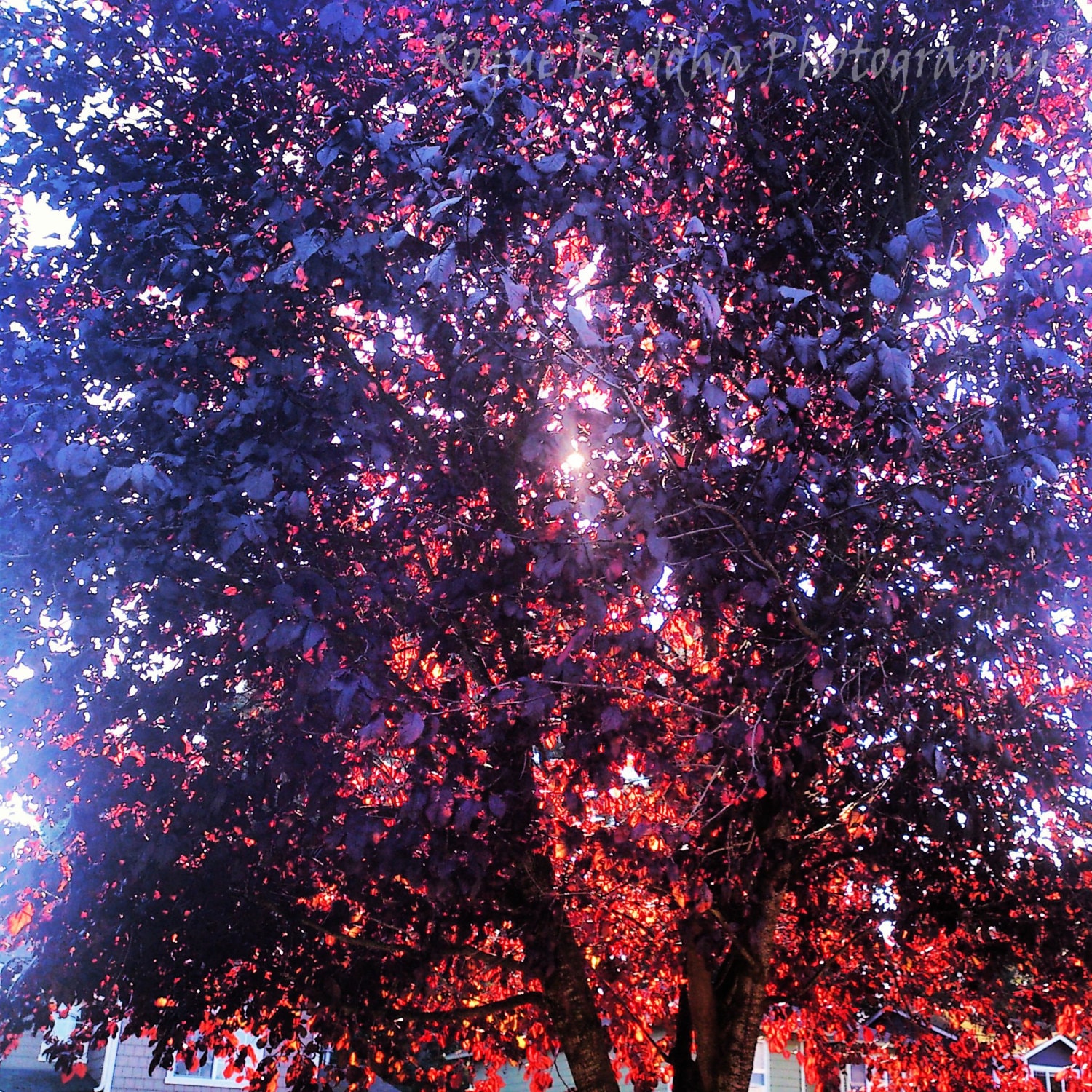 Red Tree - Etsy