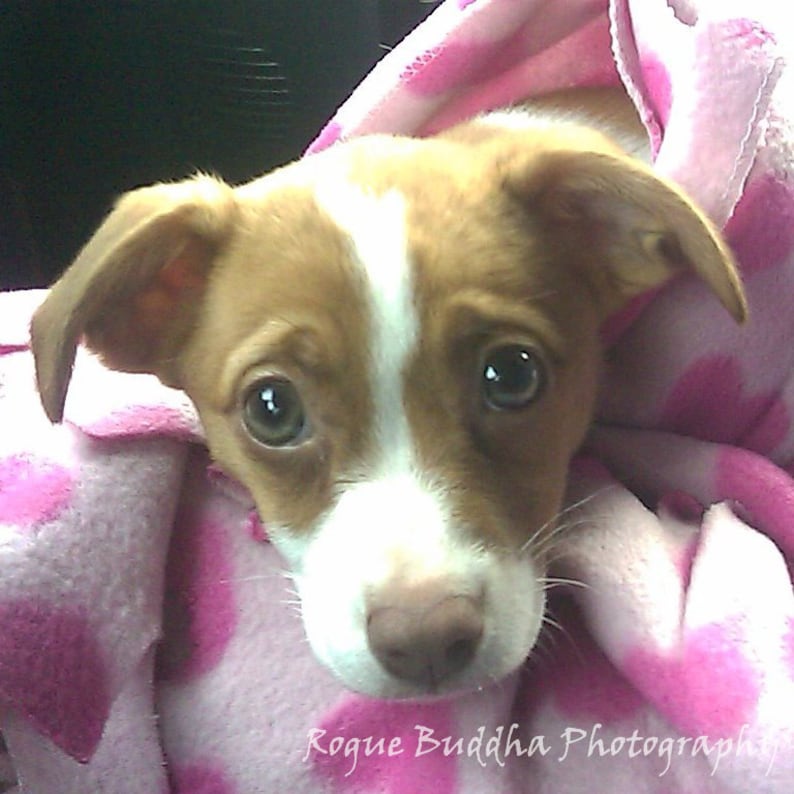May include: A small, brown and white dog with big brown eyes is nestled in a pink and white blanket. The dog is looking directly at the camera.