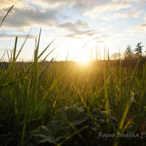 May include: A close-up view of tall green grass with the sun shining through the blades. The sun is a bright white orb with a golden glow. The sky is a light blue with white clouds.