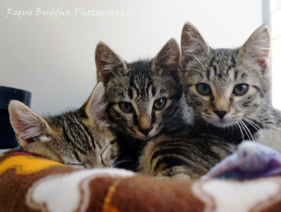 Animal Shelter Kittens Photograph, Adopted From the Seattle Humane