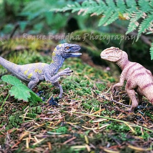 Velociraptor and Dilophosaurus Face Off