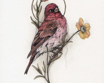 Rose Finch and Buttercup Fine Art Giclee Print