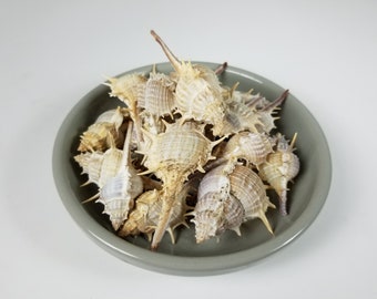 Seashells, Small Murex Shells - 2 quarts - tiny murex shells, small seashells, nautical decorations