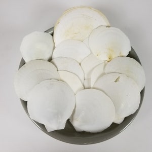 May include: A collection of white scallop shells arranged in a circular pattern on a gray plate. The shells are smooth and have a natural, organic texture.