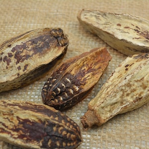 Puede incluir: Cinco vainas de semillas secas y alargadas con una superficie rugosa y texturizada. Las vainas presentan una paleta de colores variada de marrón oscuro, bronceado y crema, con patrones irregulares y crestas a lo largo de su longitud.