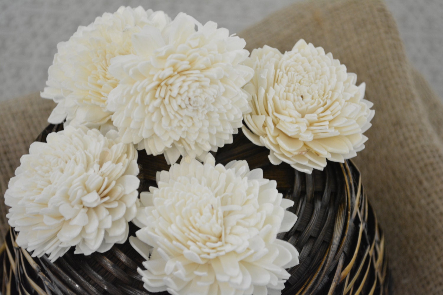 Sola Zinnia - 12 Pk - Sola Wood Flower, Wood Flower Art, Wedding
