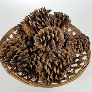 Pinecones, Ponderosa Cones-12 Pieces, ecofriendly, ornaments, crafts