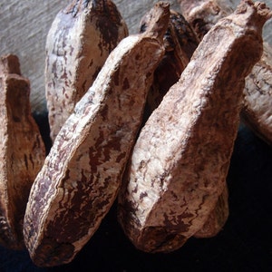 May include: Close-up of several elongated, textured objects with a light brown and white mottled appearance. The objects have a rough, bark-like texture and a darker brown interior. The shapes are irregular, with a tapered end.