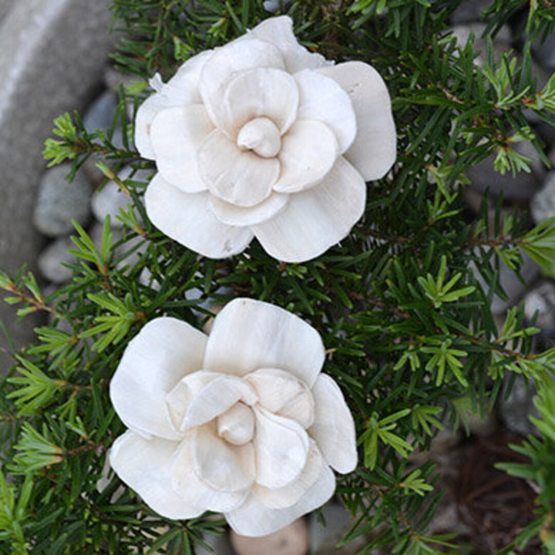 w.o.d.　F.L.O.W.E.R.S. il_fullxfull.