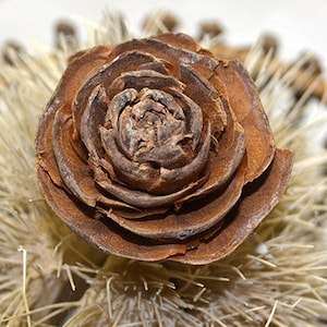 May include: A brown cedar rose cone with layered, petal-like scales arranged in a circular, flower-like pattern. The center is tightly coiled, transitioning to wider, flatter scales at the outer edges, resting atop a spiky, light-colored base.