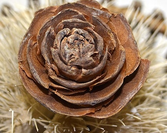 May include: A brown cedar rose cone with layered, petal-like scales arranged in a circular, flower-like pattern. The centre is tightly coiled, transitioning to wider, flatter scales at the outer edges, resting atop a spiky, light-coloured base.