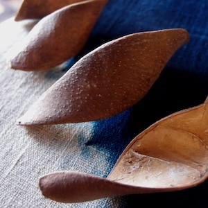 May include: Three curved, boat-shaped natural seed pods with a textured, brown exterior and a smooth, lighter-colored interior. The pods have a tapered, pointed design and a rigid, organic structure, showcasing a distinct contrast between the rough outer surface and the pale, fibrous inner cavity.