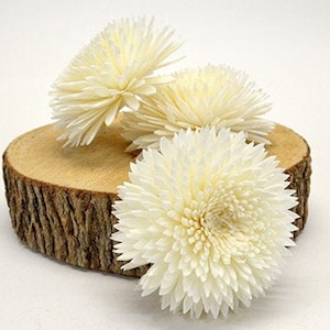 Sola Wild Dahlia 7cm - 12 pk - sola wood flower, wood flower art, wedding arrangements, sola flower bouquet