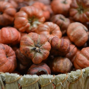 Putka Pods, (Orange, Red, Yellow, Mix) - 2qts