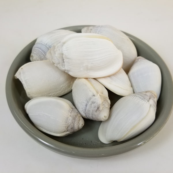 Seashells, Conch Shells - 2 quarts - natural seashells, bulk conch shells, nautical decorations, beach centerpiece