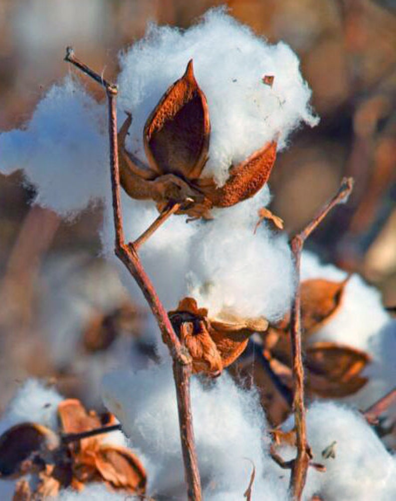 Dried Cotton Pods Potpourri Cotton Pods Etsy