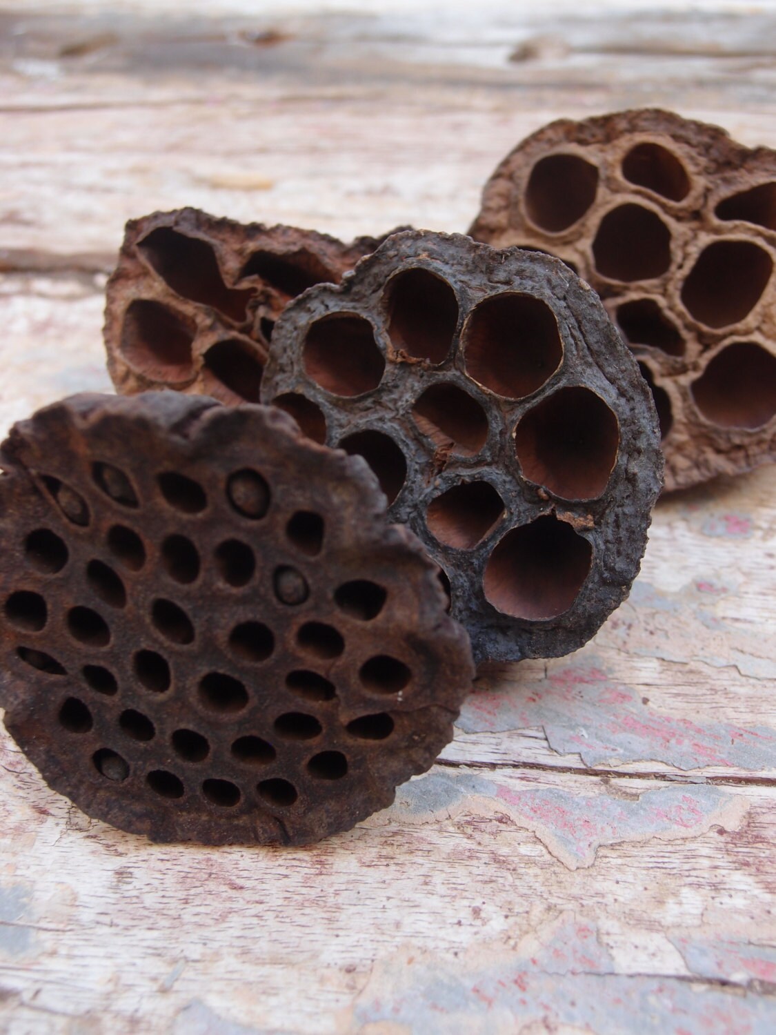 Wreath Decorations - Lotus Pods,12  Large 3-4" wide LOTUS PODS ,…