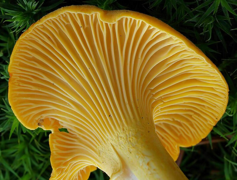 200g Chanterelle Spores Grow Kit Dry Spore Sawdust Wild Garden Etsy