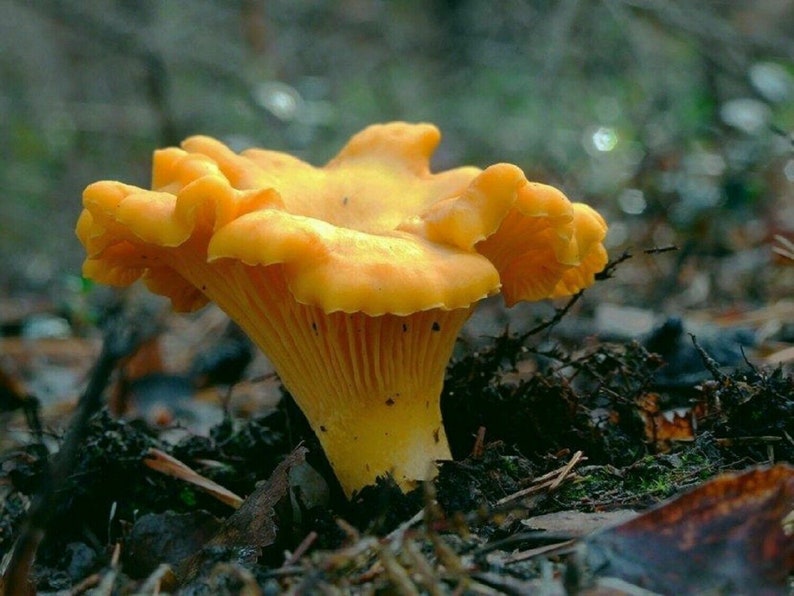200g Chanterelle Mushroom Spores Grow Kit Dry Spore Sawdust Etsy