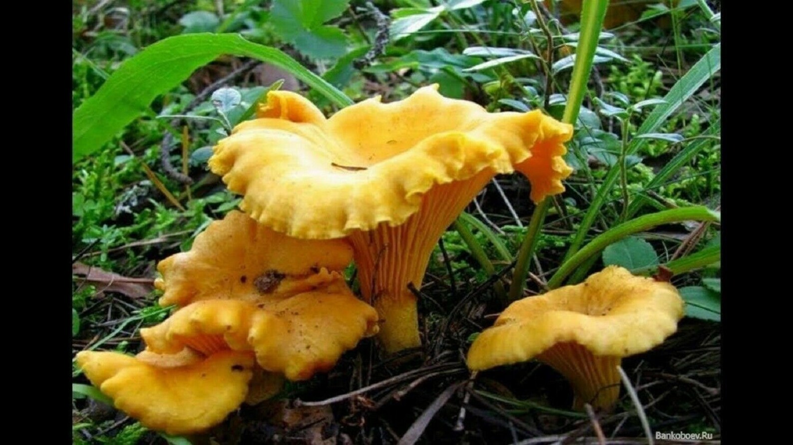 200g Chanterelle Spores Grow Kit Dry Spore Sawdust Wild Garden Etsy