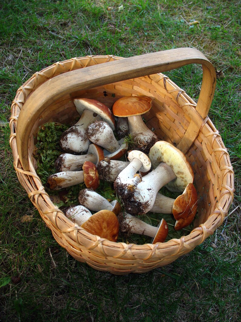 Bolete Porcini Mushroom Spores Grow Kit Dry Spore Sawdust Wild Etsy