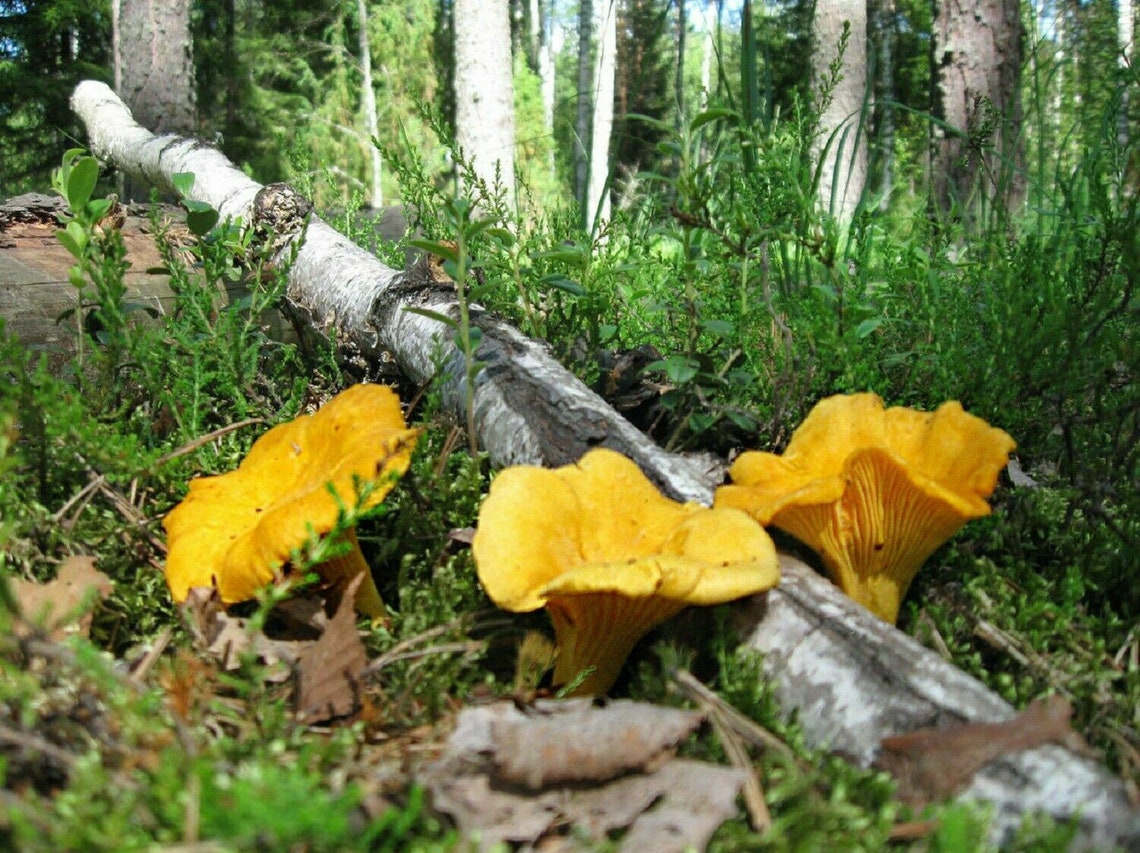 200g Chanterelle Mushroom Spores Grow Kit Dry Spore Sawdust Etsy