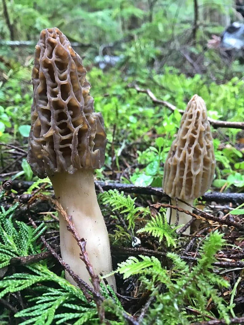 Morel Spore Grow Kit Spores for Mushroom Spawn Patch 40 gram  Etsy