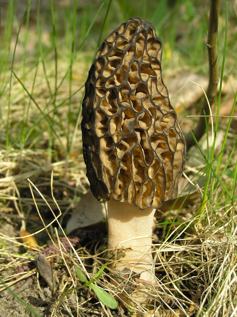 Morel Spore Grow Kit 400g Spores for Mushroom Spawn Patch 400  Etsy