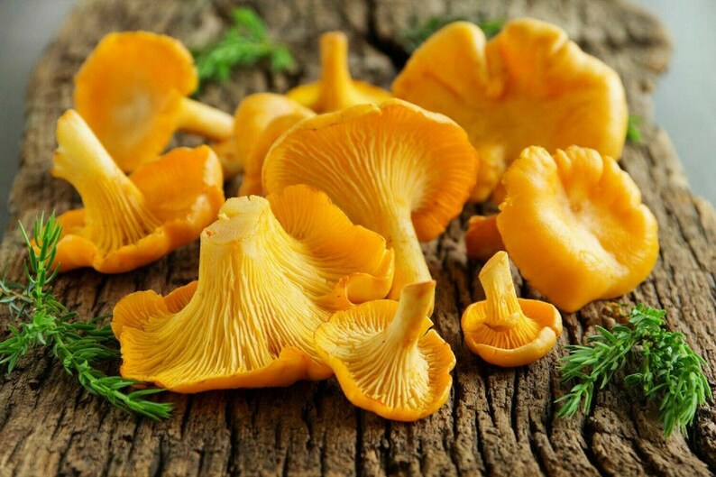 Chanterelle Mushroom Spores Grow Kit Dry Spore Sawdust Wild Etsy