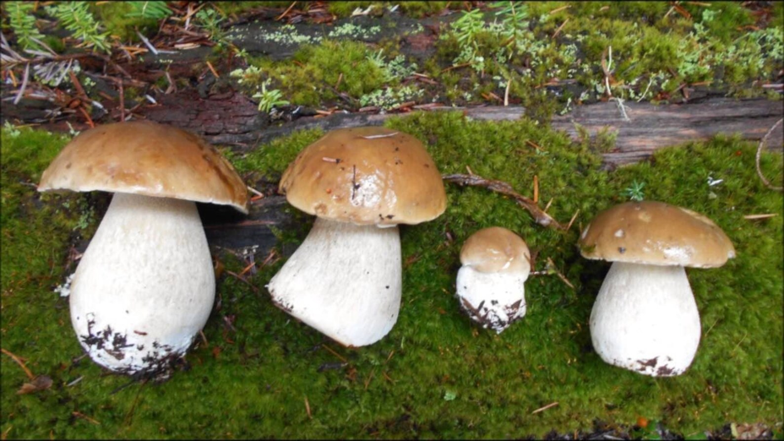 Bolete Porcini Mushroom Spores Grow Kit Dry Spore Sawdust Wild Etsy