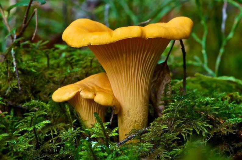 Chanterelle Mushroom Spores Grow Kit Dry Spore Sawdust Wild Etsy