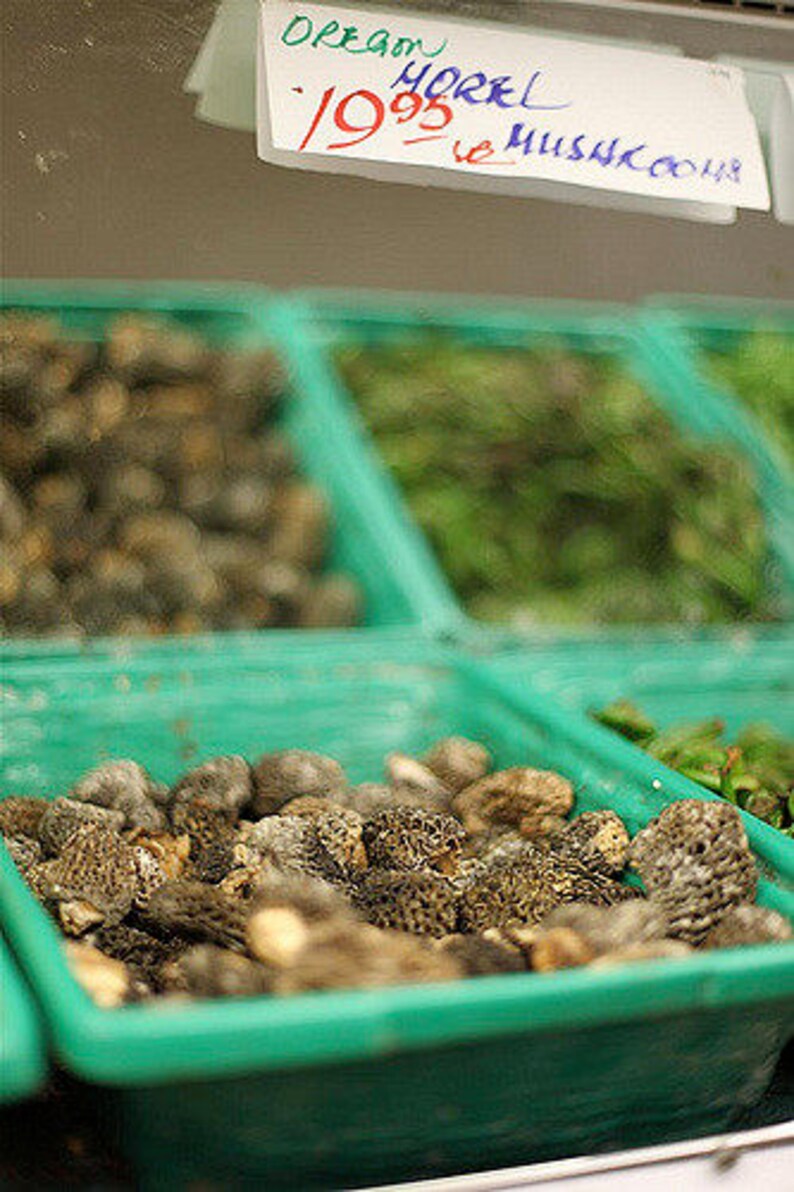 Morel Spore Grow Kit Spores for Mushroom Spawn Patch 40 gram  Etsy