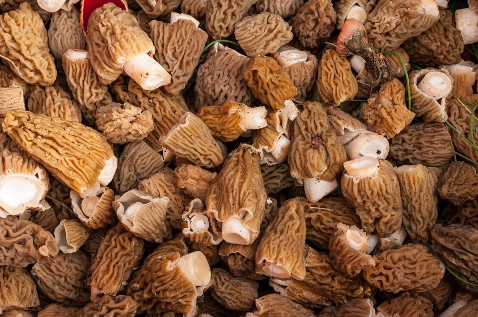 Morel Spore Grow Kit 400g Spores for Mushroom Spawn Patch 400  Etsy