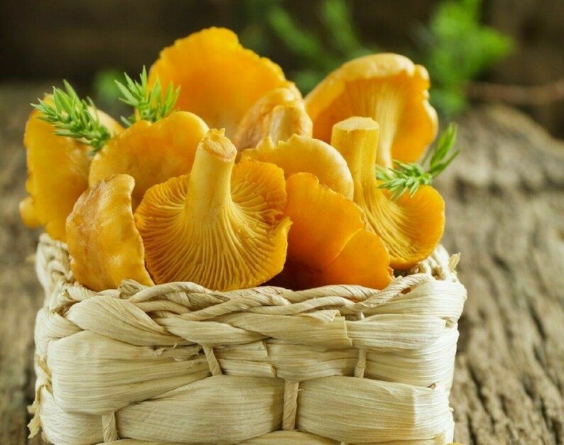 200g Chanterelle Mushroom Spores Grow Kit Dry Spore Sawdust Etsy