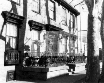 Tree Lace, Annapolis, Maryland