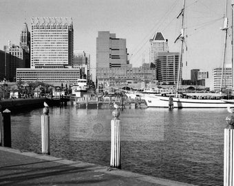 Birds On The Horizon, Baltimore, Maryland