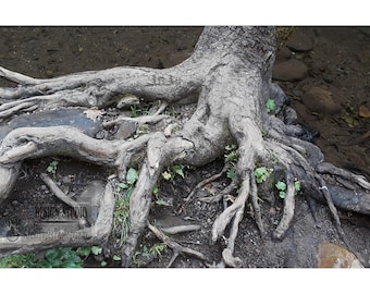 Raíces de los árboles