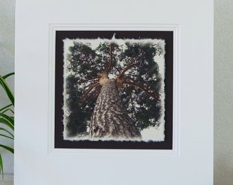 Photo on handmade paper with (framing) "Crown Jewels" No. 08