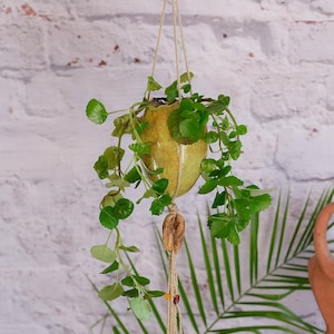 Groene hangmand, hangschaal van keramiek, hangmand met drijfhout en Baltische barnsteen