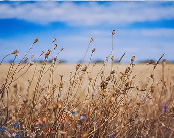 Fotografie, kunstprint "Late zomerdag aan de kant van het veldpad", print op canvas of fine art fotopapier