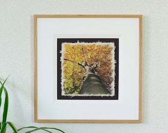 Photo on handmade paper with (framing) "Crown Jewels" No. 15